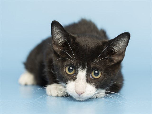 Shelter Stray Female Cat last seen 16TH LN AND W GEORGIA AVE, 5501 E Van Buren St, Phoenix, AZ 85008, USA