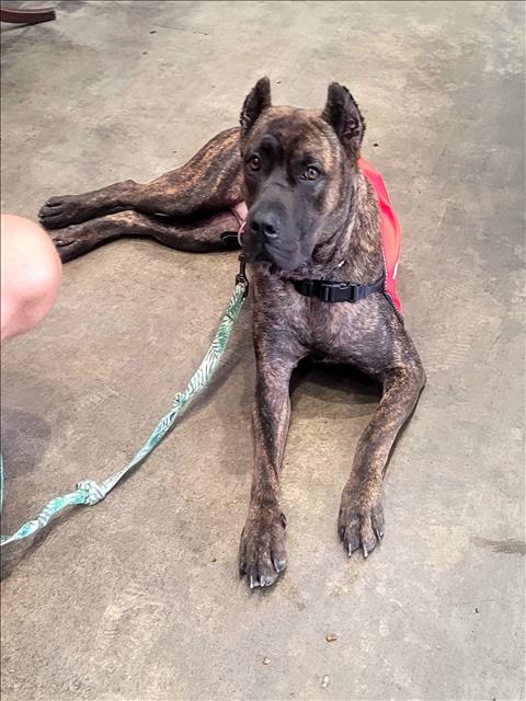 Shelter Stray Female Dog last seen , 11361 W Pico Blvd, Los Angeles, CA 90064, USA