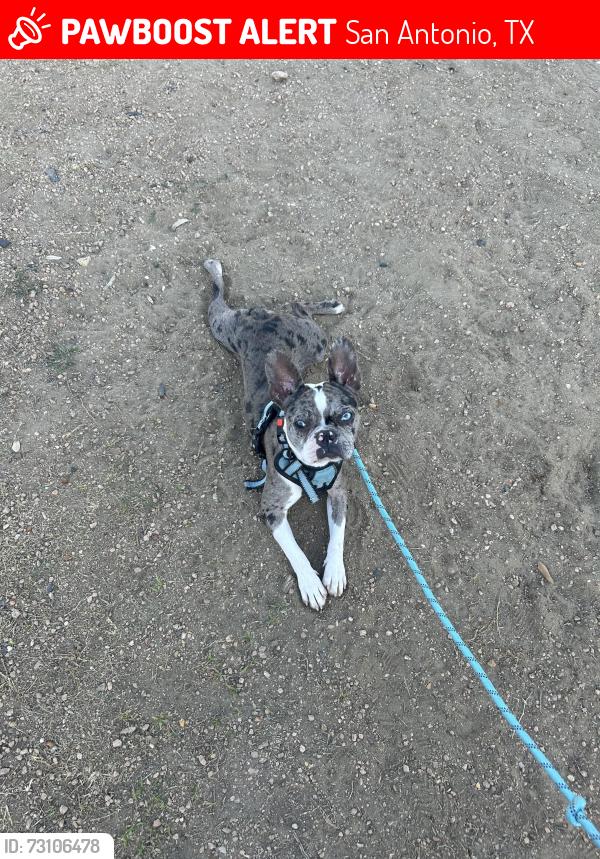 Lost Male Dog last seen Tedder and Krueger, San Antonio, TX 78211