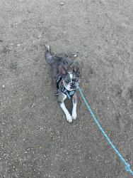 Lost Male Dog last seen Tedder and Krueger, San Antonio, TX 78211