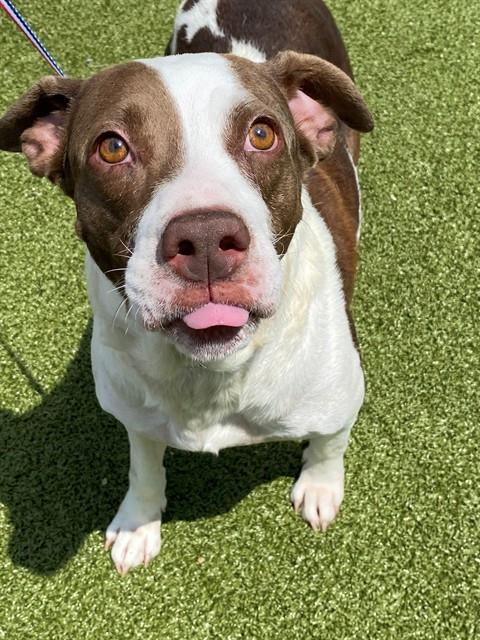 Shelter Stray Female Dog last seen Near BLOCK CANADIAN AVE, HOPE MILLS NC 28348, 4704 Corporation Dr, Fayetteville, NC 28306, USA
