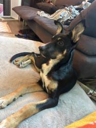 Reunited Female Dog last seen Hazeltine & Sylvan, Los Angeles, CA 91401