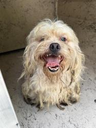 Shelter Stray Male Dog last seen Near, 2600 S Harding St, Indianapolis, IN 46221, USA