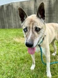 Shelter Stray Male Dog last seen Near BLOCK SHELBYVILLE RD, 3528 Newburg Rd, Louisville, KY 40218, USA