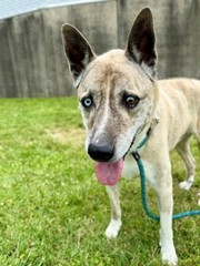 Shelter Stray Male Dog last seen Near BLOCK SHELBYVILLE RD, 3528 Newburg Rd, Louisville, KY 40218, USA