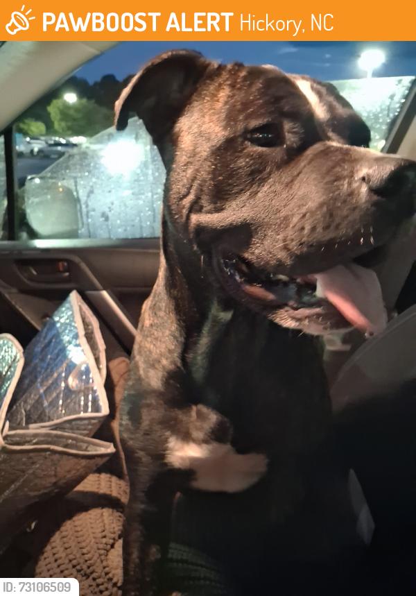 Found/Stray Male Dog last seen Hickory optimist dog park, Hickory, NC 28602