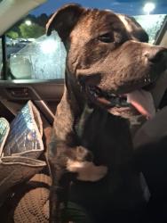 Found/Stray Male Dog last seen Hickory optimist dog park, Hickory, NC 28602