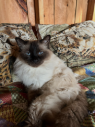 Reunited Male Cat last seen Northern Blvd. and Cleveland St., Saint James, NY 11780