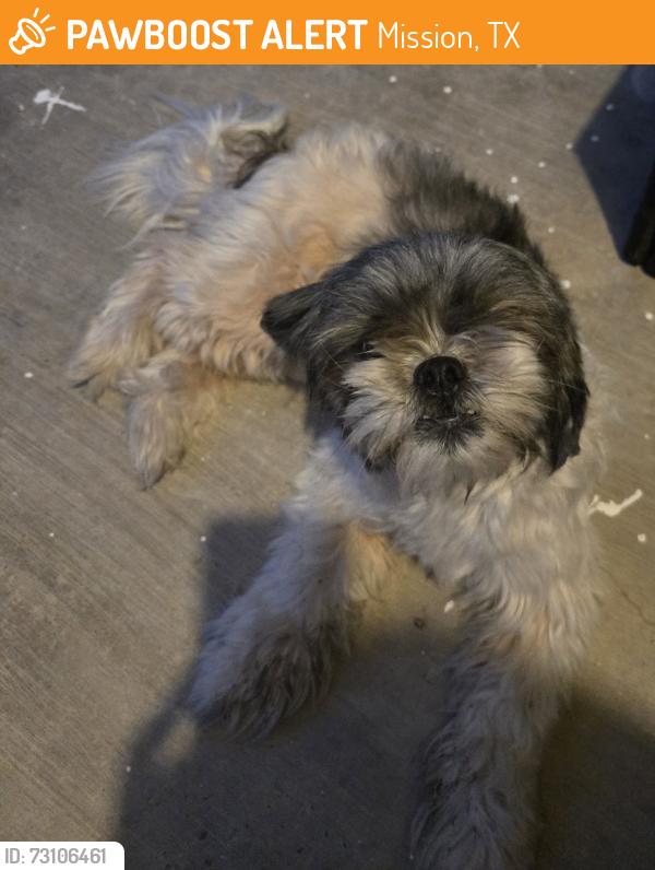 Found/Stray Female Dog last seen La Homa Rd, and mile 2 in Mission,TX, Mission, TX 78572