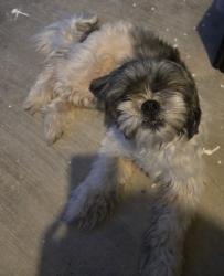 Found/Stray Female Dog last seen La Homa Rd, and mile 2 in Mission,TX, Mission, TX 78572