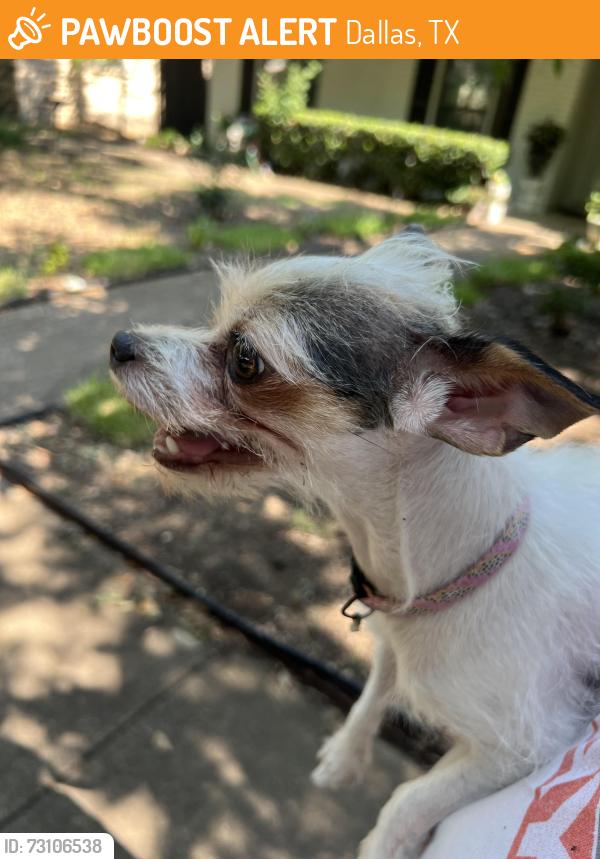 Found/Stray Unknown Dog last seen Off of John West Rd., where Dallas Fire Rescue is, Dallas, TX 75228
