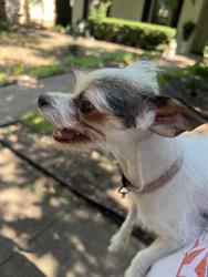 Found/Stray Unknown Dog last seen Off of John West Rd., where Dallas Fire Rescue is, Dallas, TX 75228