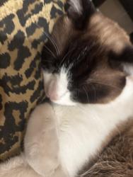 Lost Male Cat last seen Regents Ave , San Diego, CA, San Diego, CA 92122