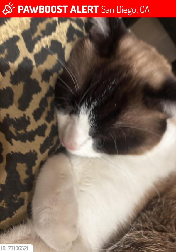 Lost Male Cat last seen Regents Ave , San Diego, CA, San Diego, CA 92122