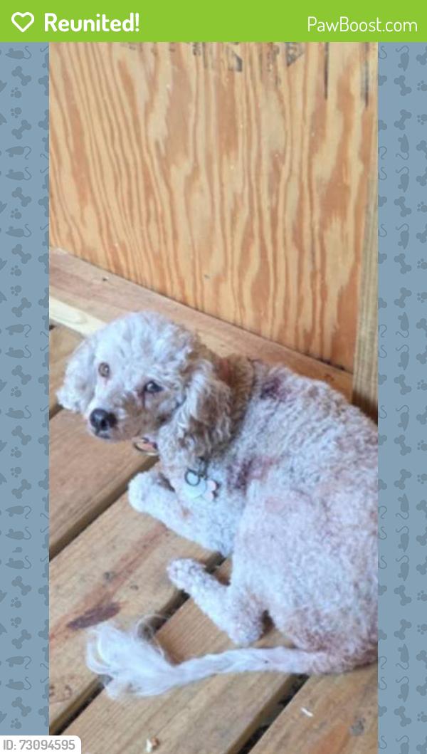 Reunited Female Dog last seen Clearview and S. Betty Pt, Floral City, FL 34436
