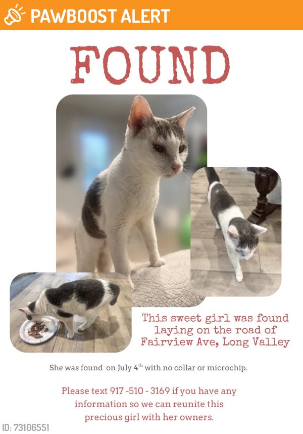 Found/Stray Female Cat last seen Fairview Ave, Long Valley NJ, Washington Township, NJ 07853
