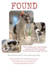 Found/Stray Female Cat last seen Fairview Ave, Long Valley NJ, Washington Township, NJ 07853