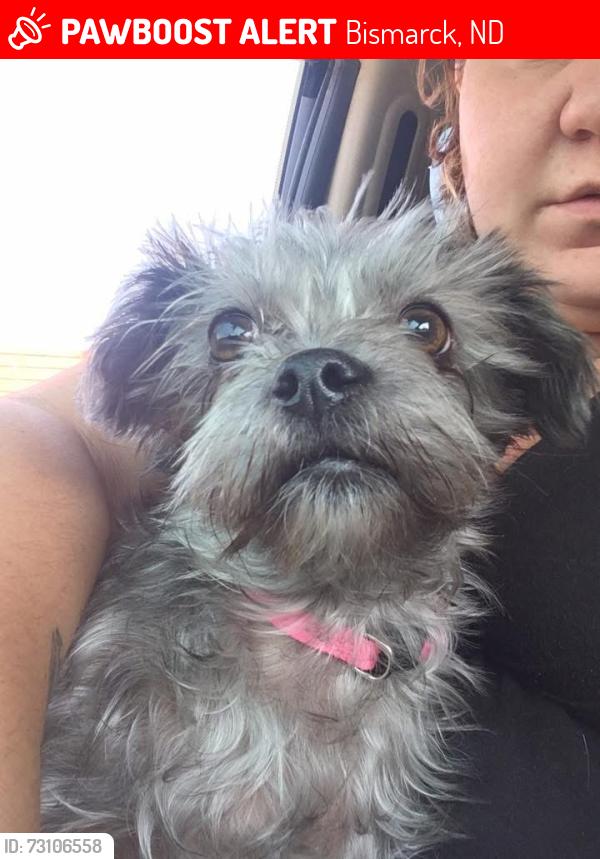 Lost Female Dog last seen 13th St, Blvd Laundry Mat, Bismarck, ND 58501