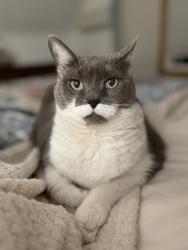 Reunited Female Cat last seen Between 9D and Dutchess Terrace, Beacon, NY 12508