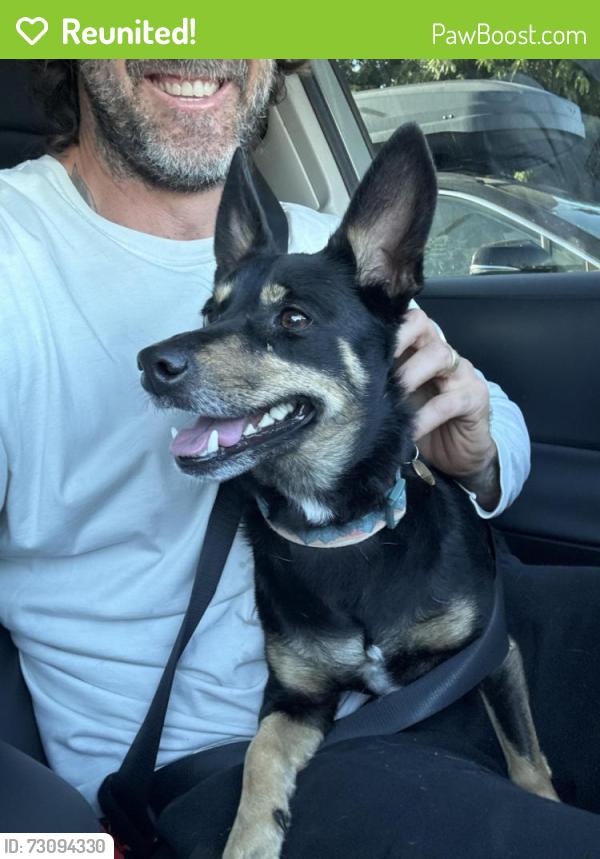 Reunited Female Dog last seen Walnut Ave towards Wardlow in Cal Heights, Long Beach, CA 90807