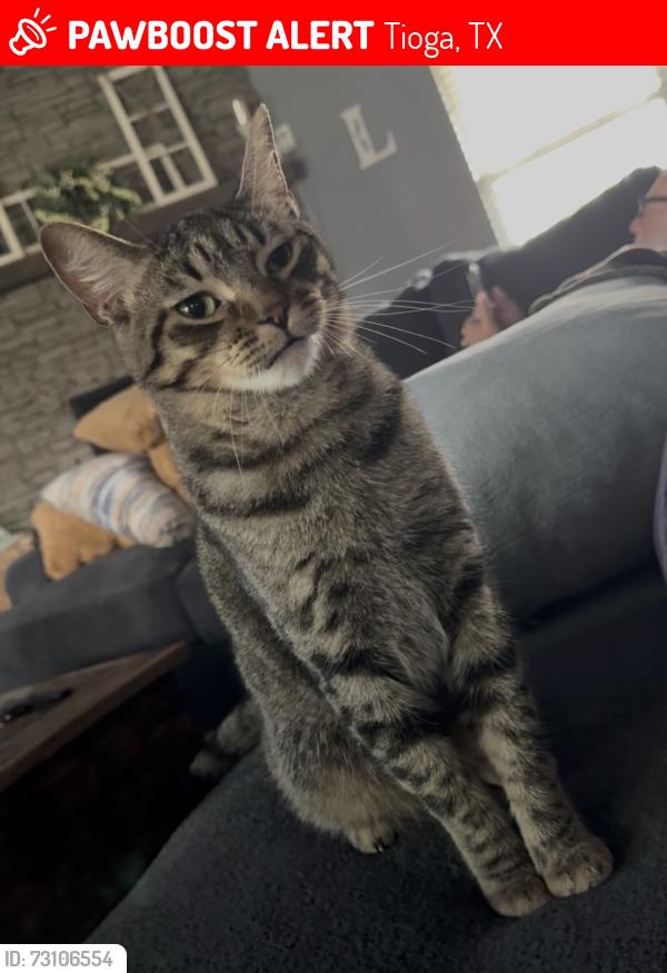 Lost Male Cat last seen Busby and Hinton, Tioga, TX 76271