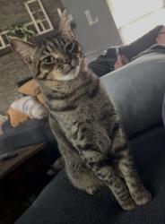 Lost Male Cat last seen Busby and Hinton, Tioga, TX 76271