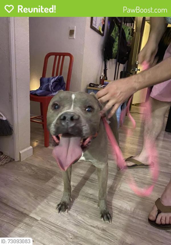 Reunited Female Dog last seen Stella and Mormon dr, Tucson, AZ 85730