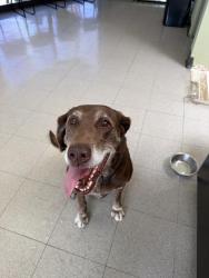 Reunited Female Dog last seen Myra & bernadette, Buena Park, CA 90620