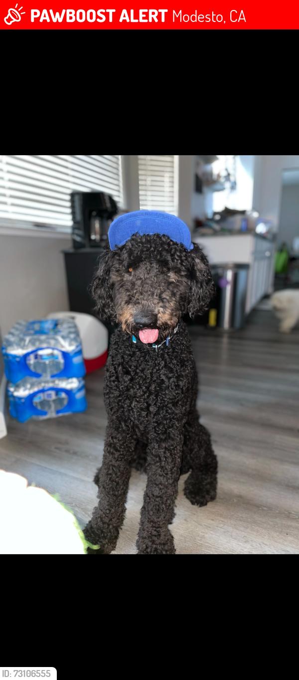Lost Male Dog last seen Chicago and carpenter near paradise road, Modesto, CA 95351