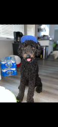 Lost Male Dog last seen Chicago and carpenter near paradise road, Modesto, CA 95351