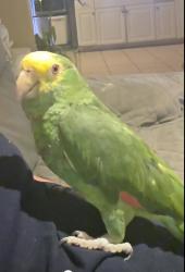 Lost Unknown Bird last seen Charleston’s y Marion, Las Vegas, NV 89110