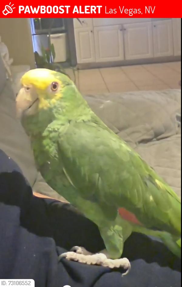 Lost Unknown Bird last seen Charleston’s y Marion, Las Vegas, NV 89110