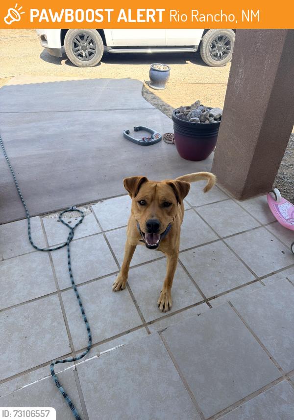 Found/Stray Male Dog last seen 17th and Southern Blvd, Rio Rancho, NM 87124