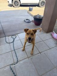 Found/Stray Male Dog last seen 17th and Southern Blvd, Rio Rancho, NM 87124