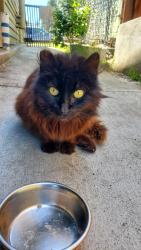 Reunited Male Cat last seen Harrington Ave, Oakland, CA 94601