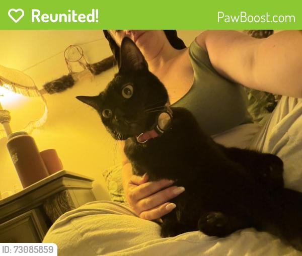 Reunited Female Cat last seen Hesperia ave. And hatteras st., Los Angeles, CA 91316