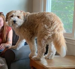 Reunited Female Dog last seen Greenbelt Lake, Greenbelt, MD 20770