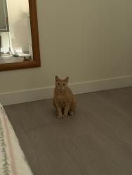 Lost Female Cat last seen Near massachusetts avenue, Lemon Grove, CA 91945