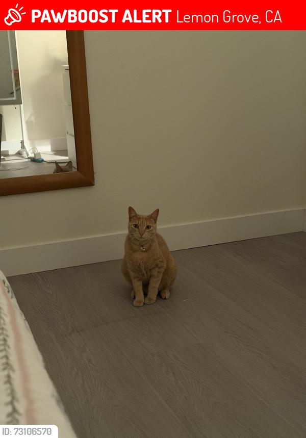 Lost Female Cat last seen Near massachusetts avenue, Lemon Grove, CA 91945