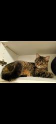 Lost Female Cat last seen Yorkland St & Squire Dr, Richmond Hill, ON 
