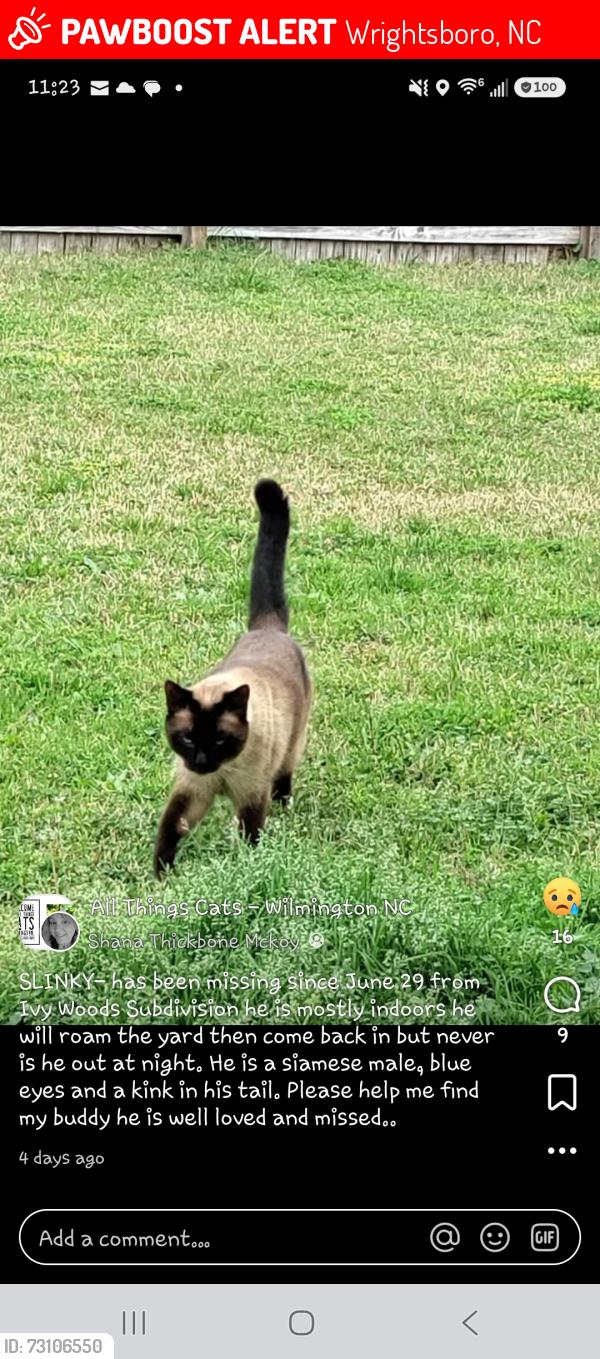 Lost Male Cat last seen Old Mill Rd., Wrightsboro, NC 28429