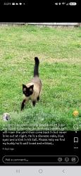 Lost Male Cat last seen Old Mill Rd., Wrightsboro, NC 28429