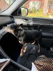Reunited Female Dog last seen Lake Lodge Drive and Bay Forest Drive, Houston, TX 77062