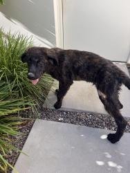 Found/Stray Male Dog last seen Hualapai and Ann, Las Vegas, NV 89149