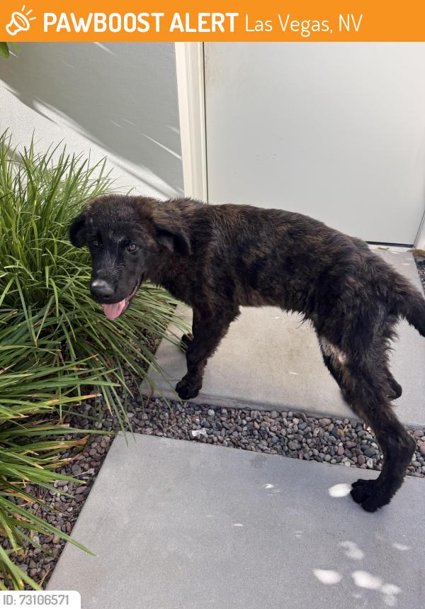 Found/Stray Male Dog last seen Hualapai and Ann, Las Vegas, NV 89149