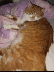Lost Male Cat last seen Crowley St is the street below Cornell Drive, Irondale, AL 35210