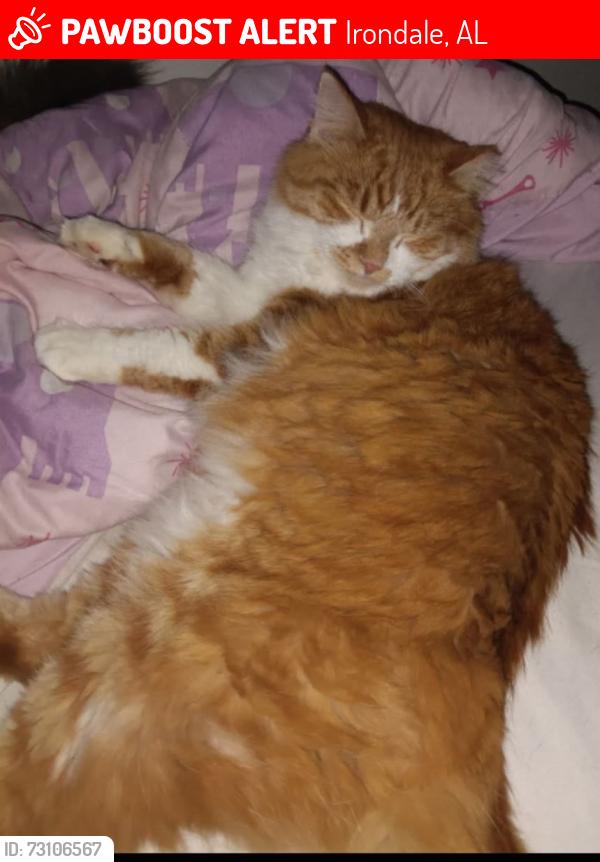 Lost Male Cat last seen Crowley St is the street below Cornell Drive, Irondale, AL 35210