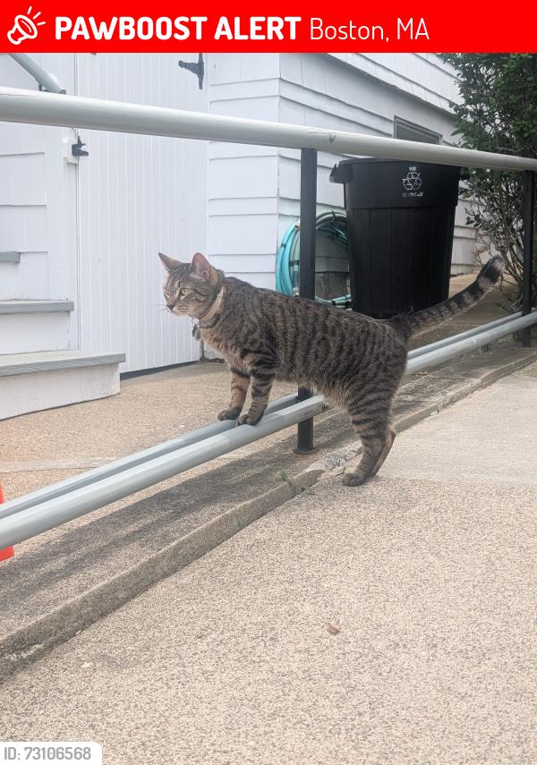 Lost Male Cat last seen Metropolitan Ave, Boston, MA 02131