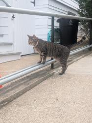 Lost Male Cat last seen Metropolitan Ave, Boston, MA 02131