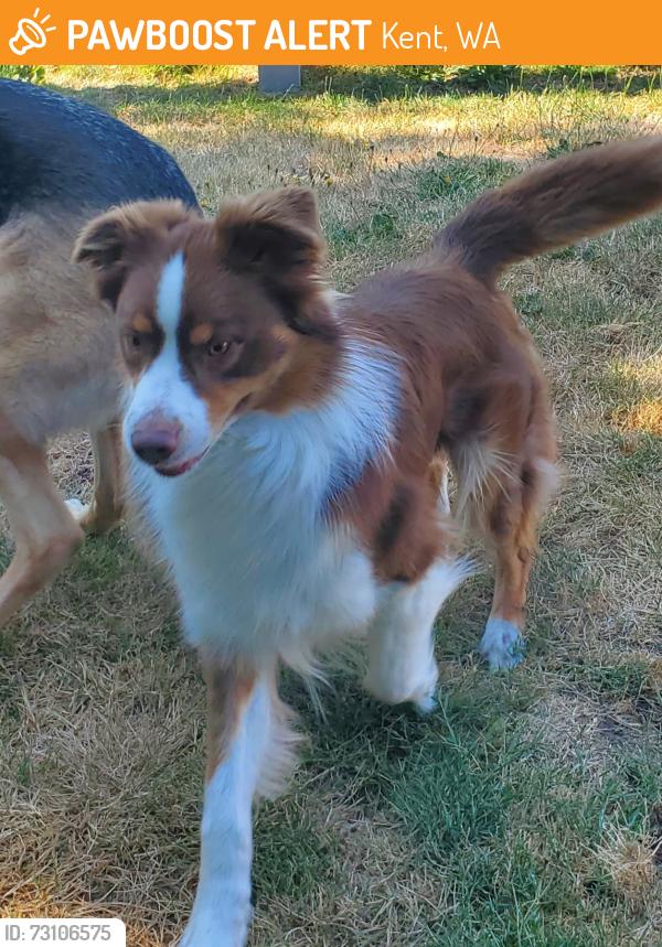 Found/Stray Unknown Dog last seen 102nd Ave SE, Kent, WA, Kent, WA 98031